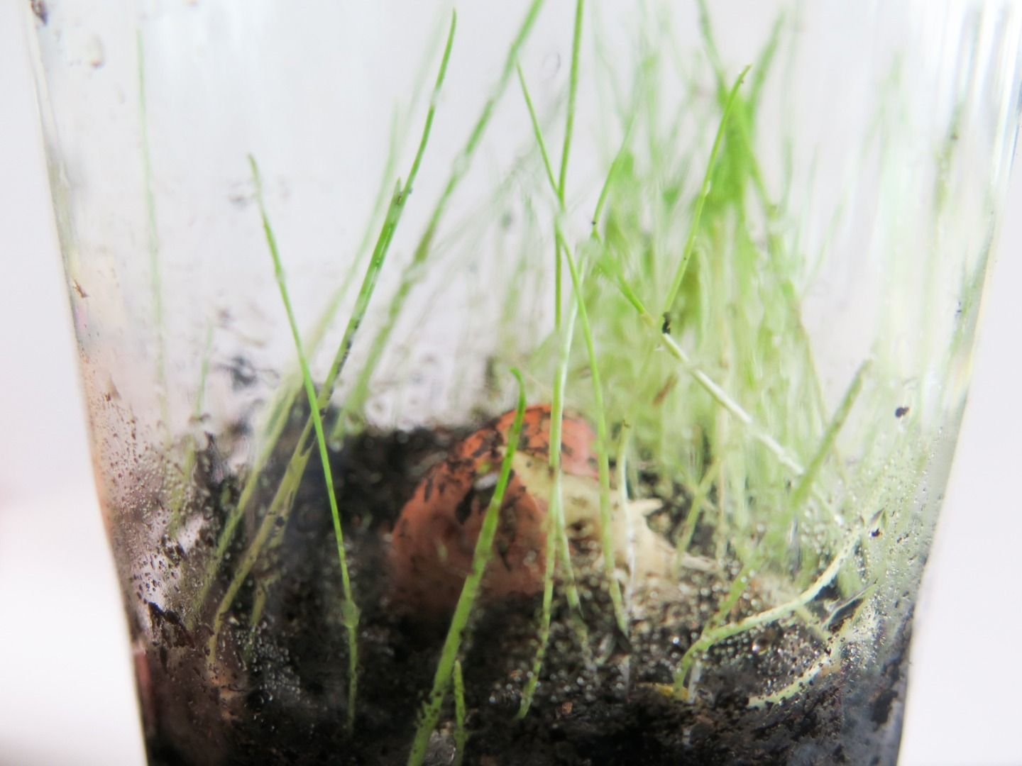 SelfWatering Terrarium! 7 Steps (with Pictures) Instructables