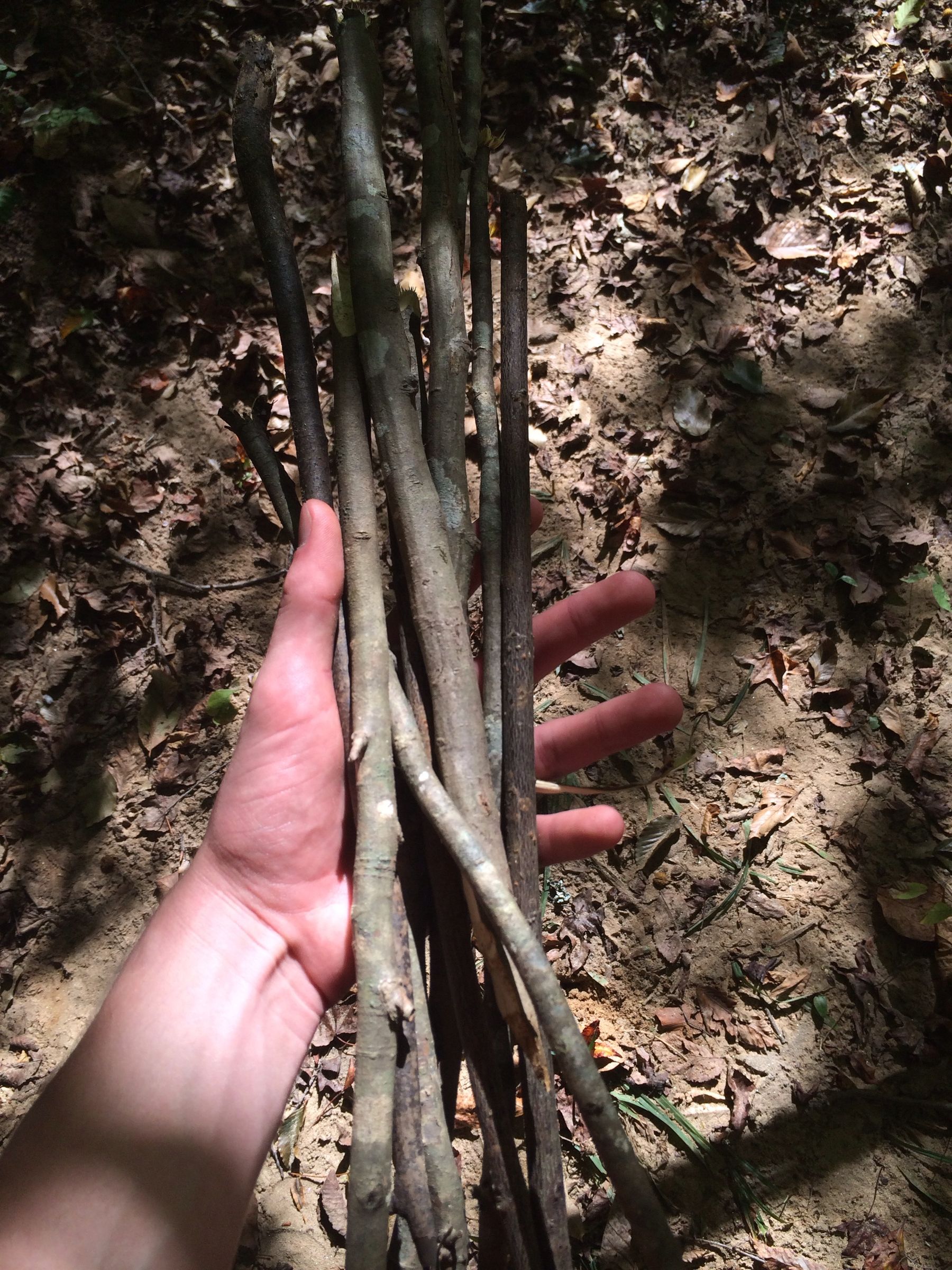 Primitive Fish Trap 5 Steps Instructables