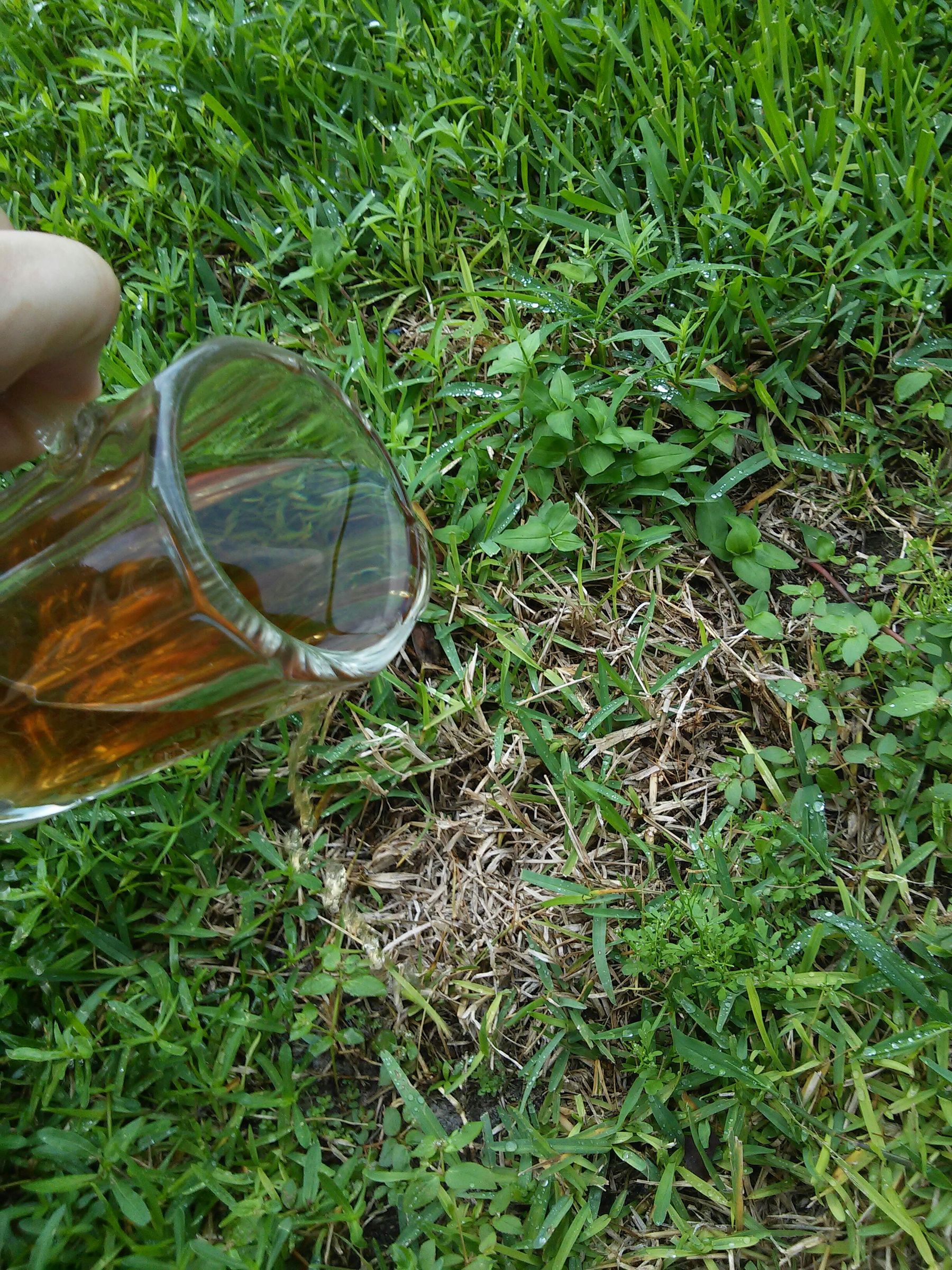 Easily Getting Rid of Dead Spots on Your Lawn, Effortlessly! 4 Steps
