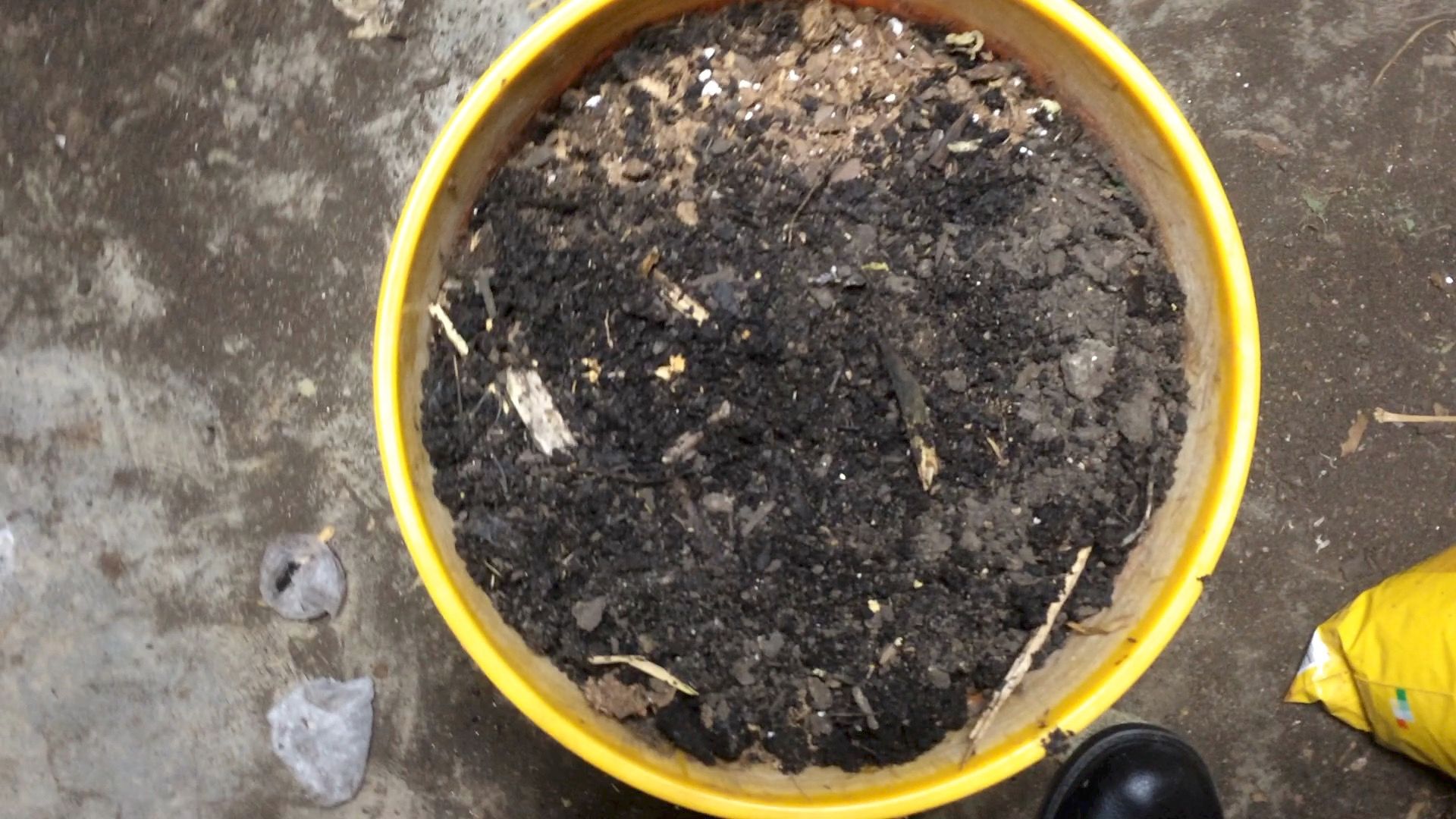 How to Grow Horseradish From a Root You Buy at the Grocery Store 5