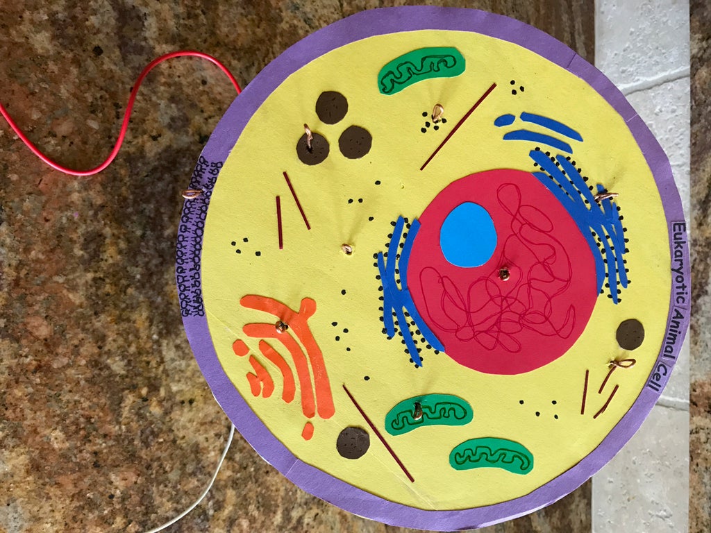 Interactive Cell Model : 28 Steps (with Pictures) - Instructables