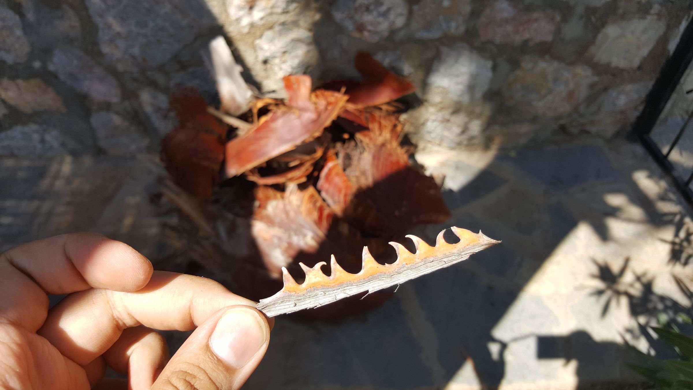 How to Cut Palm Tree's Leaves 10 Steps (with Pictures) Instructables