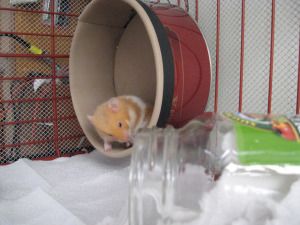 homemade hamster run