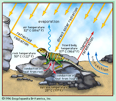 vivarium heat lamp setup