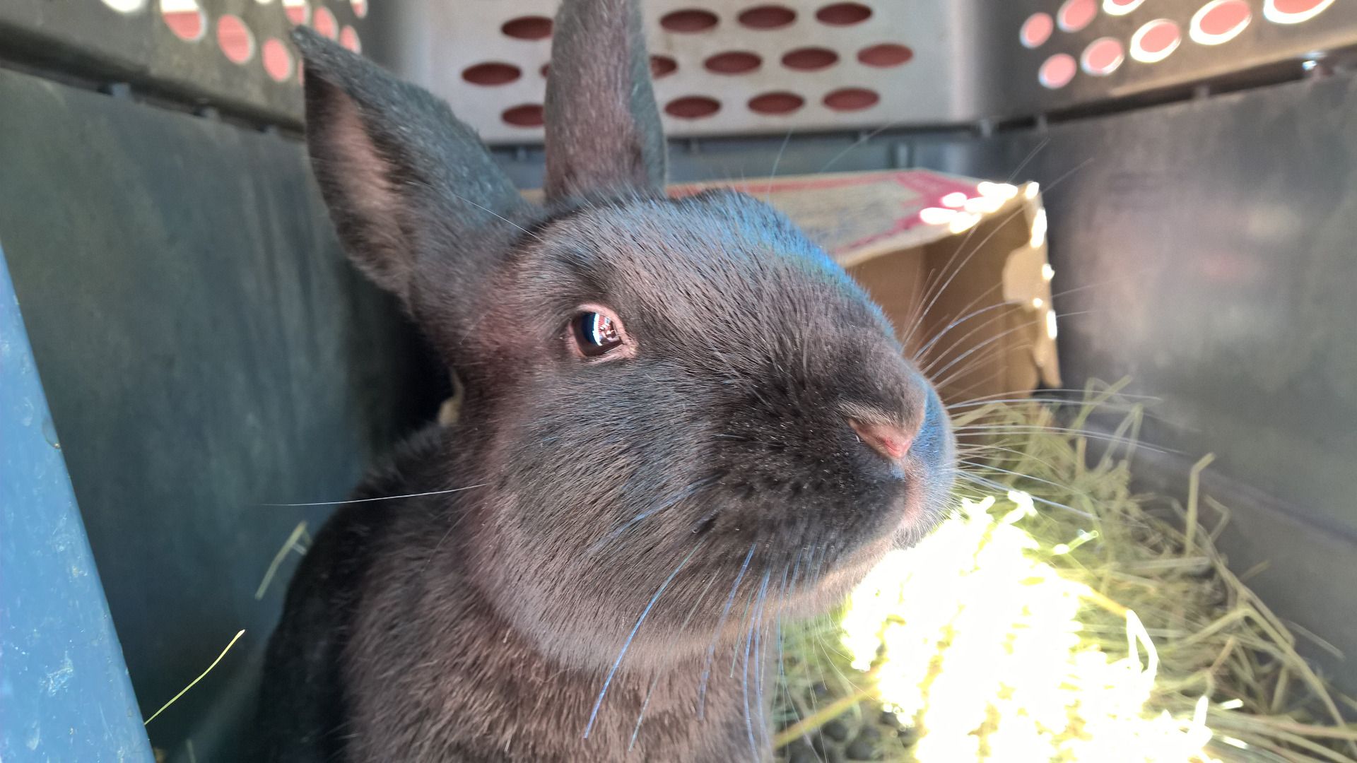 rabbit hutch catch