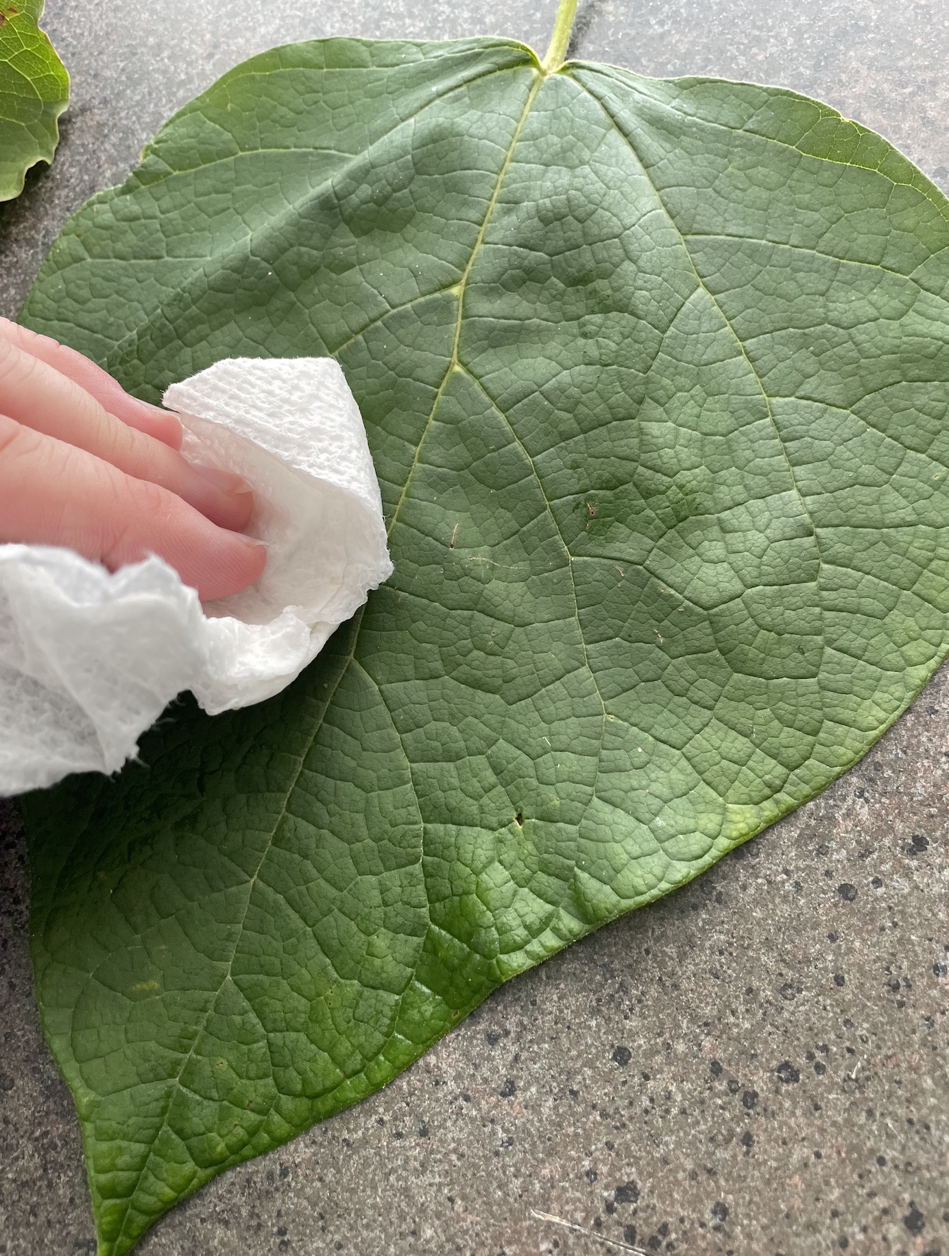 Hand Painted Embroidered Leaves 11 Steps (with Pictures) Instructables
