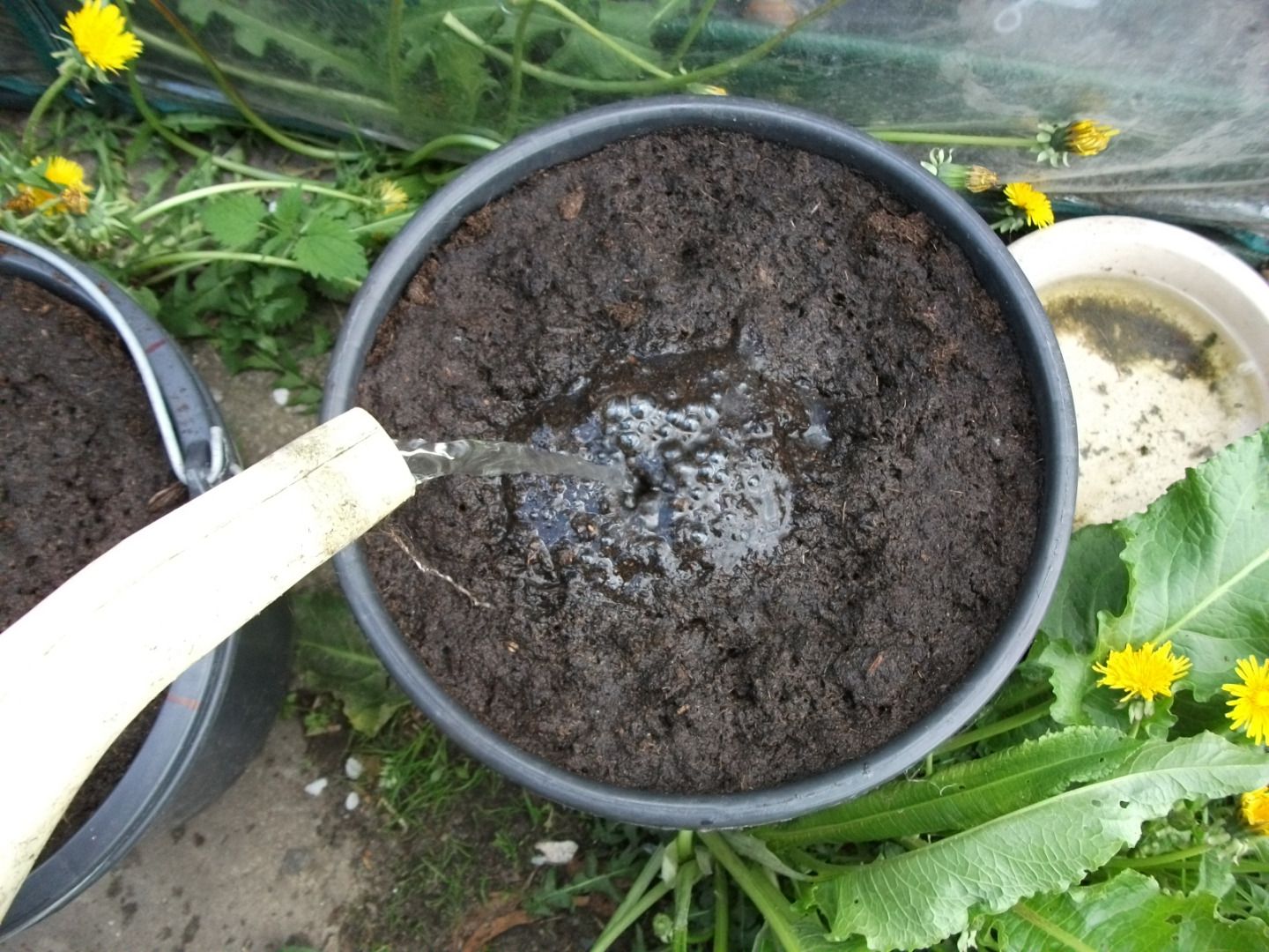 Growing Potatoes in Buckets 4 Steps (with Pictures) Instructables