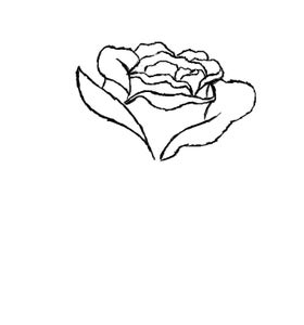 images Step By Step Red Rose Drawing Easy how to draw a red rose 9 steps