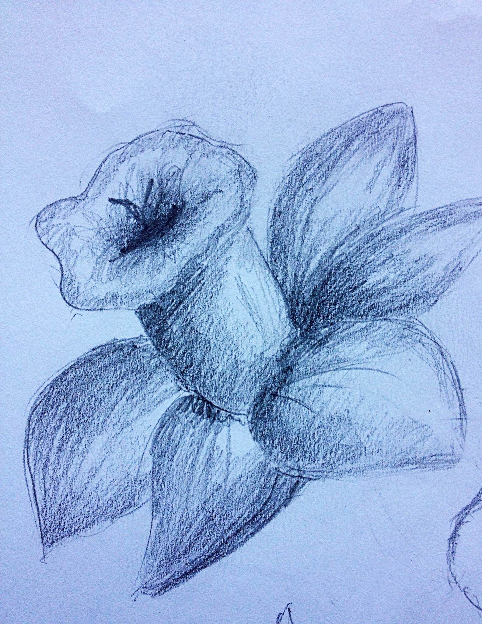 Featured image of post Easy Simple Daffodil Drawing