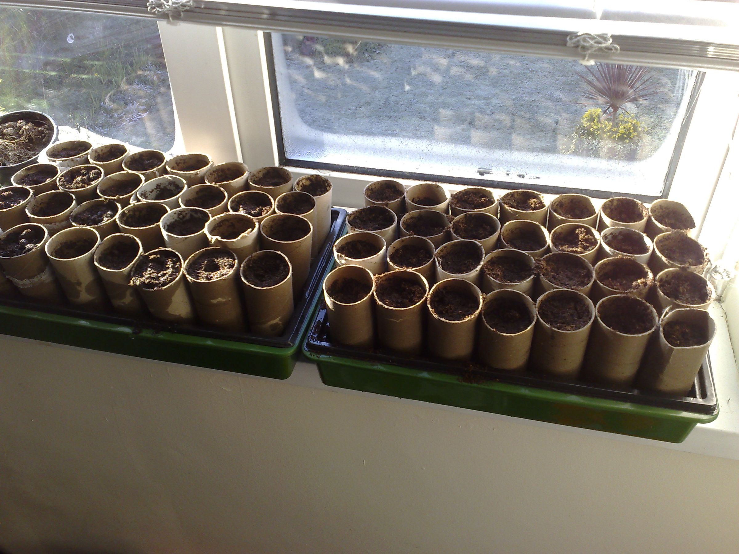 DIY guide for Grow your own... beans and tomatoes with step-by-step instructions