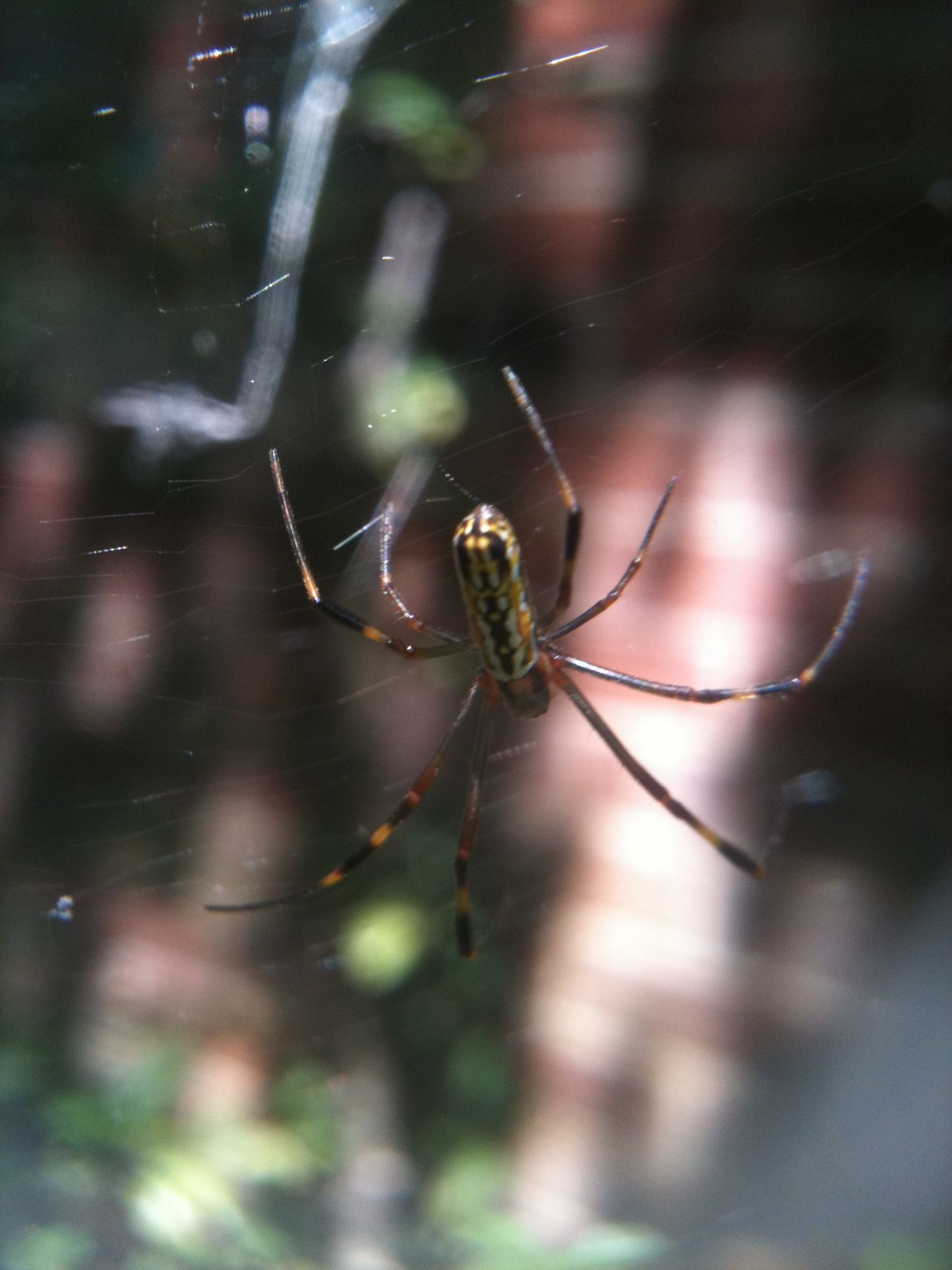 How to Make Spider Silk Thread 8 Steps (with Pictures) Instructables