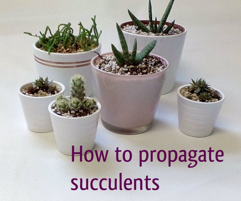 How To Propagate Succulents 6 Steps With Pictures Instructables