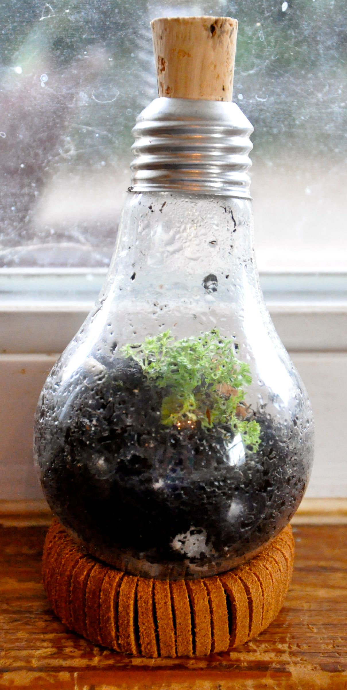 Light Bulb Terrarium 12 Steps (with Pictures) Instructables