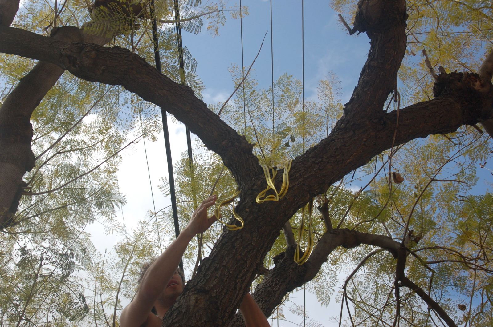 How to Climb a Tree (with Prussiks!) 6 Steps (with Pictures