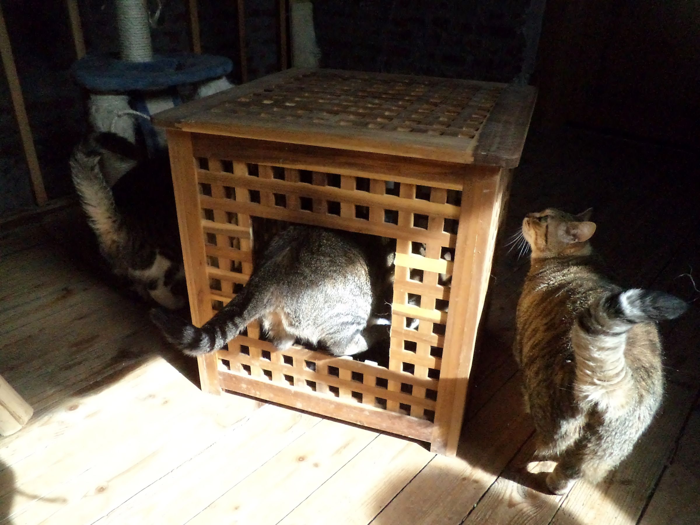 ikea hol litter box