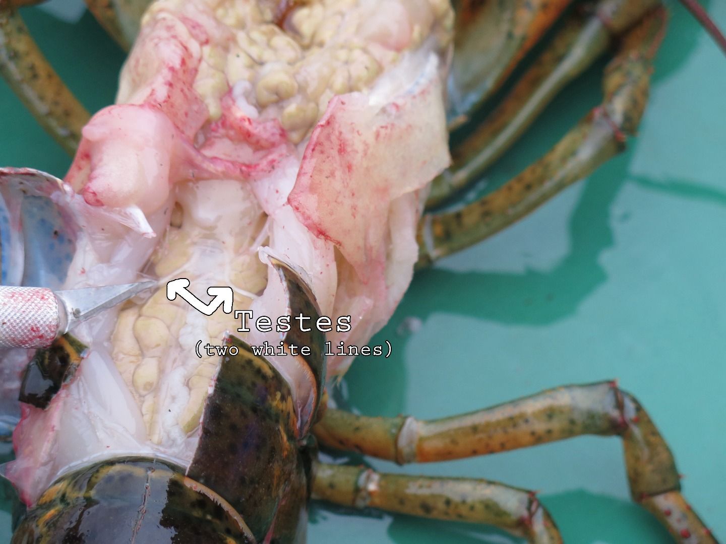 Lobster Dissection 11 Steps Instructables