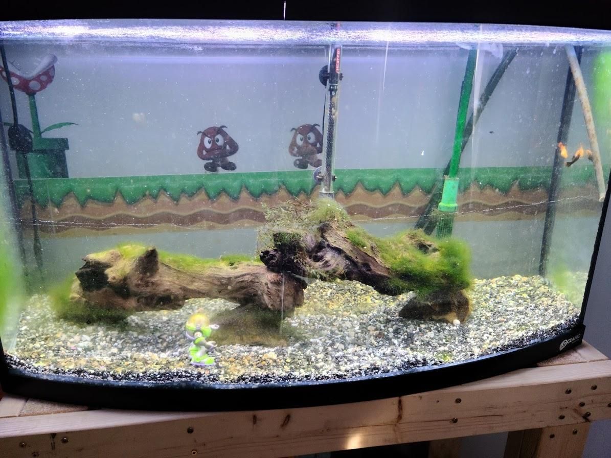 81 Game Dekorasi Akuarium Terbaik