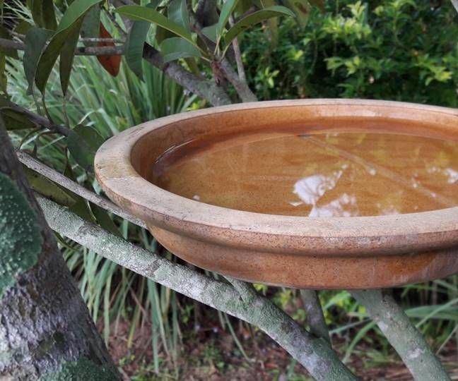 Bird Bath in One Minute