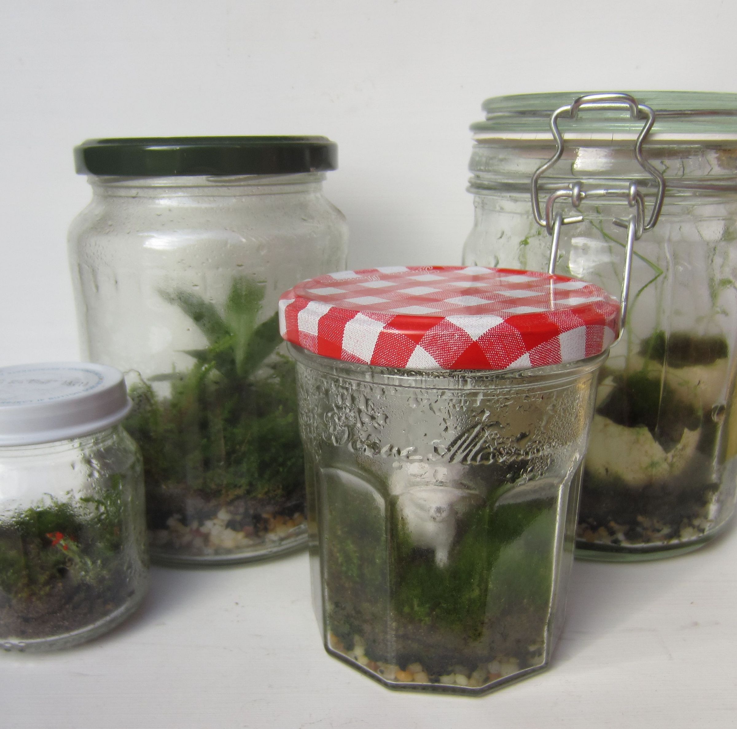 The Basics of Closed Jar Terrariums 5 Steps (with Pictures