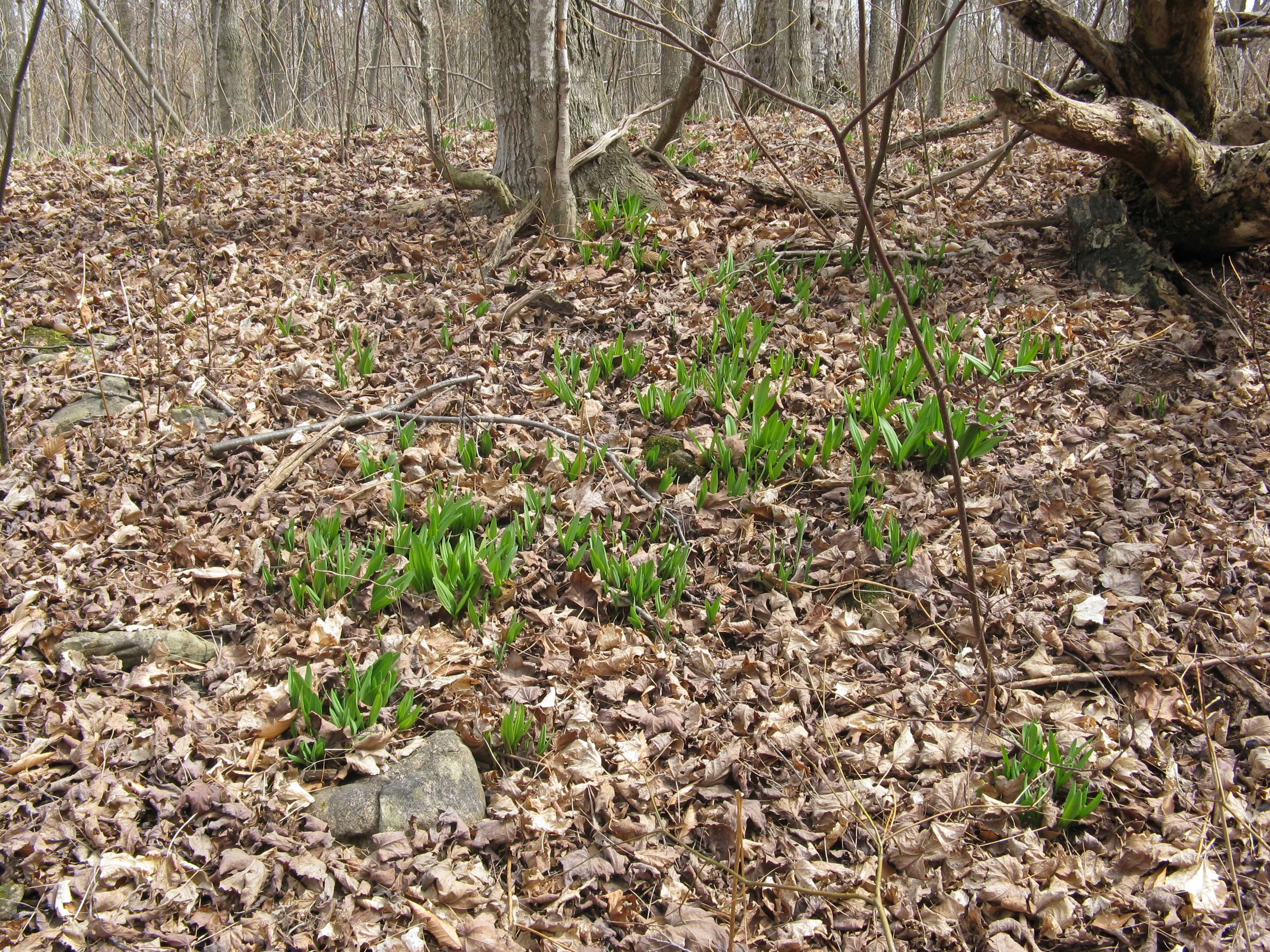 Wild Leeks 6 Steps (with Pictures) Instructables