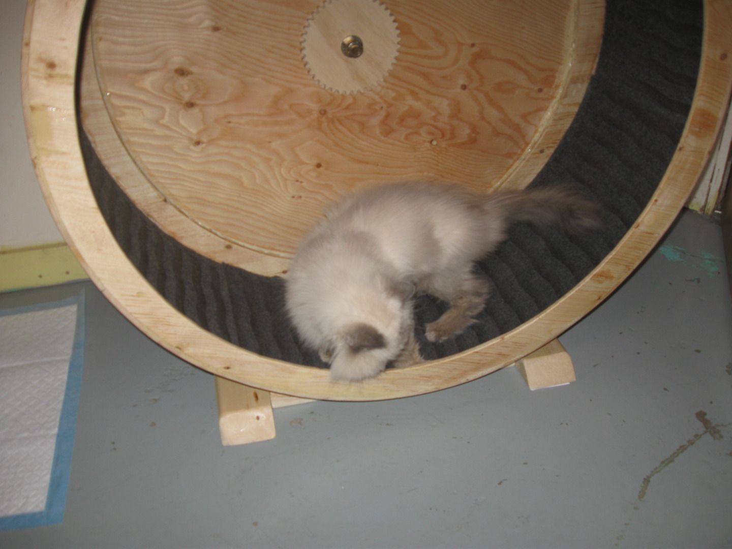 Cat Exercise Wheel Device 10 Steps (with Pictures) Instructables