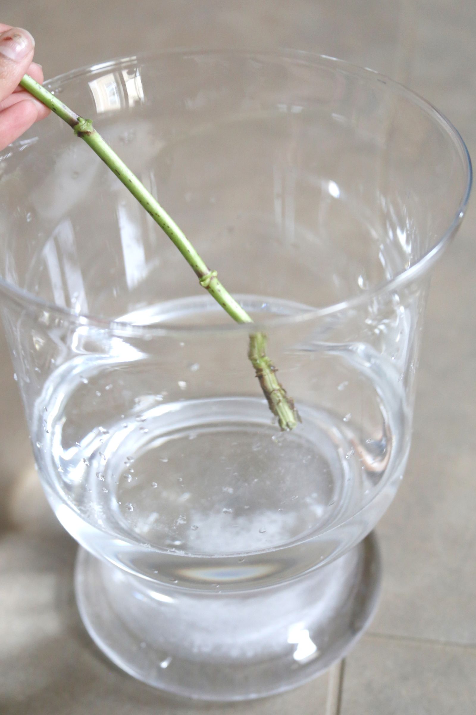 How to Make Flowers Last Longer 8 Steps (with Pictures) Instructables