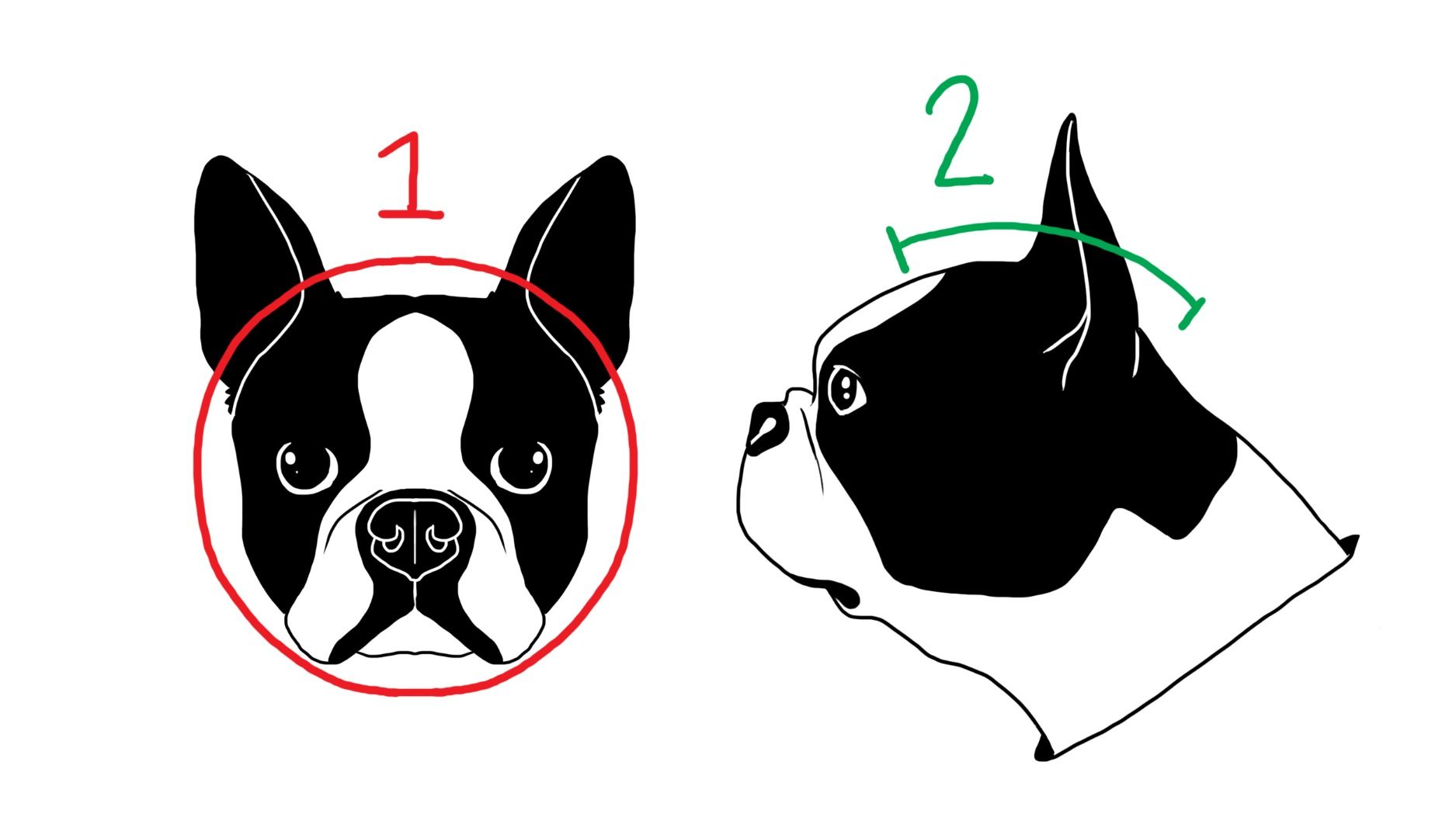 Nibbler From Futurama Dog Costume : 16 Steps (with Pictures) - Instructables