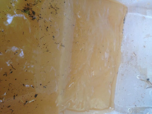 Comece a remover a água limpa do topo...