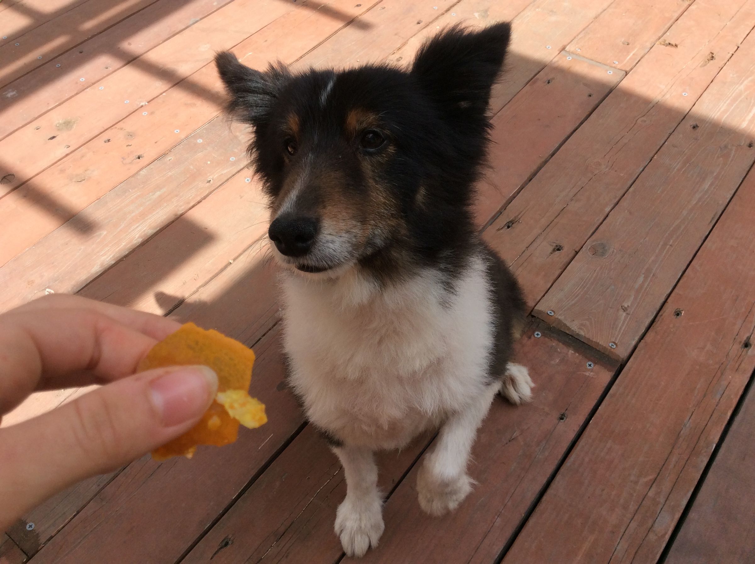 dog joint supplements natural