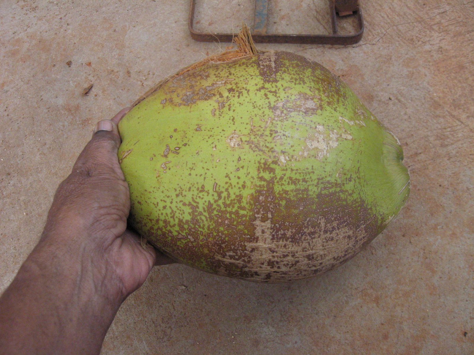 How to Husk Coconut Using Localmade Tool 3 Steps (with Pictures