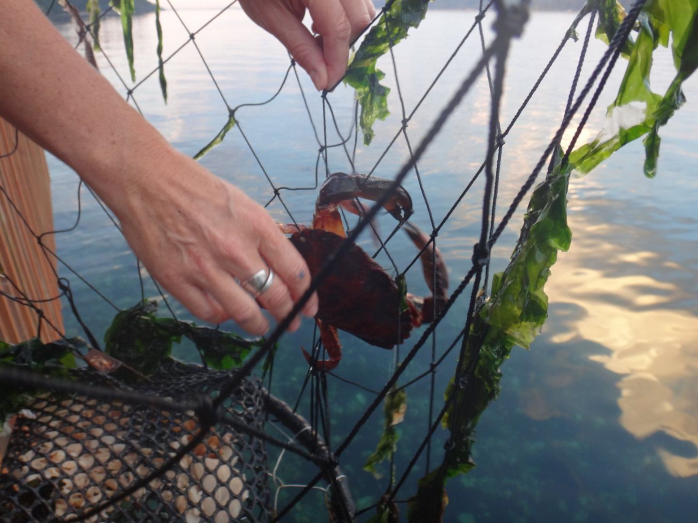 Crabbing Basics for Puget Sound 12 Steps (with Pictures) Instructables