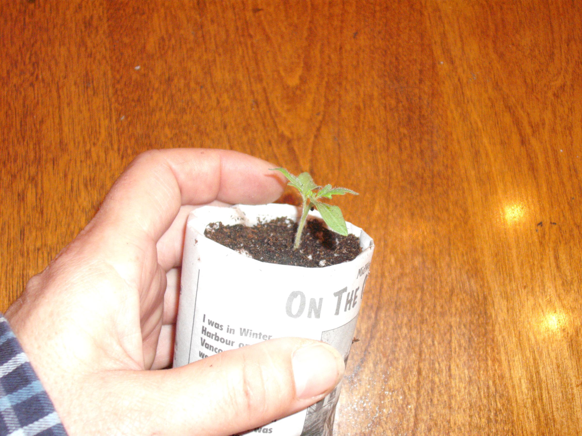 Making Paper Plant Pots 8 Steps Instructables