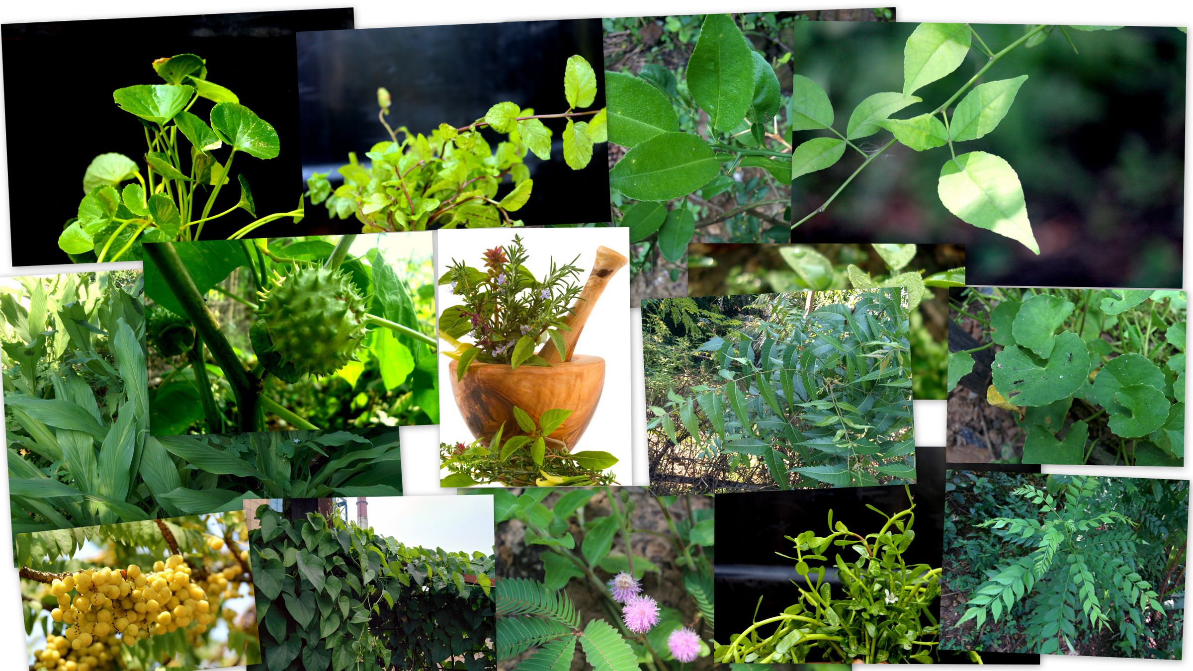COLLECTING AYURVEDIC PLANTS 18 Steps Instructables