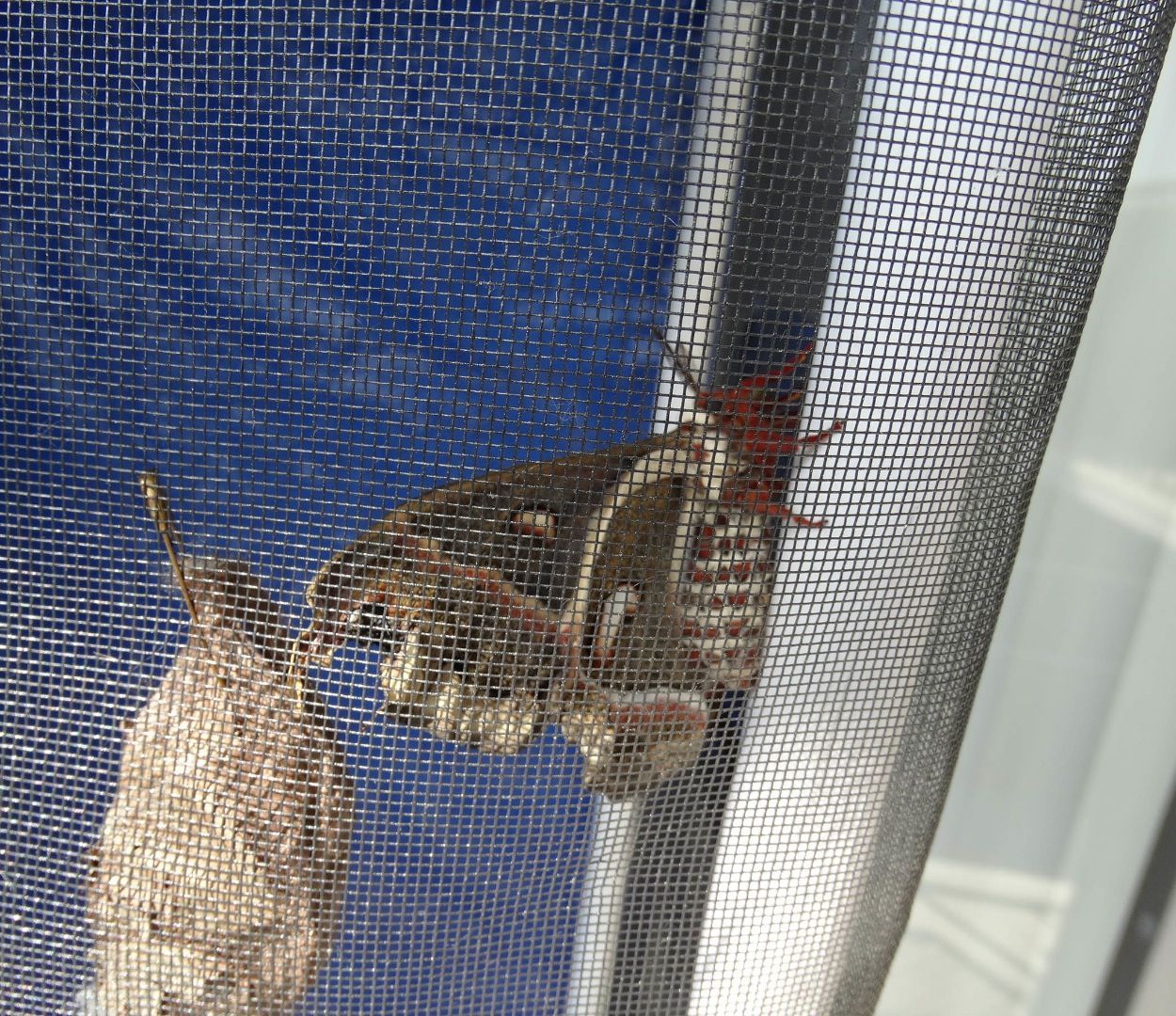 Raising Giant Silk Moths 15 Steps (with Pictures) Instructables