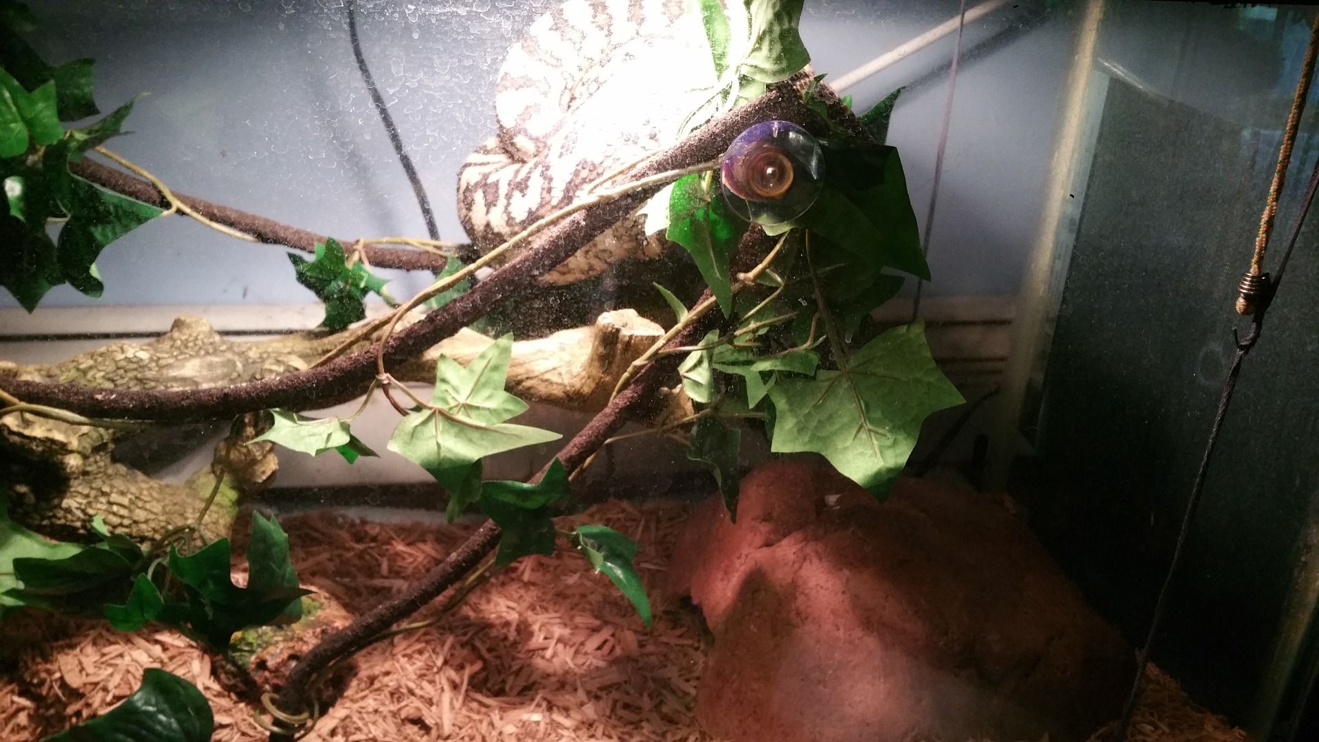 Bringing the Outside In, Creating a Vivarium for a Carpet Python 6