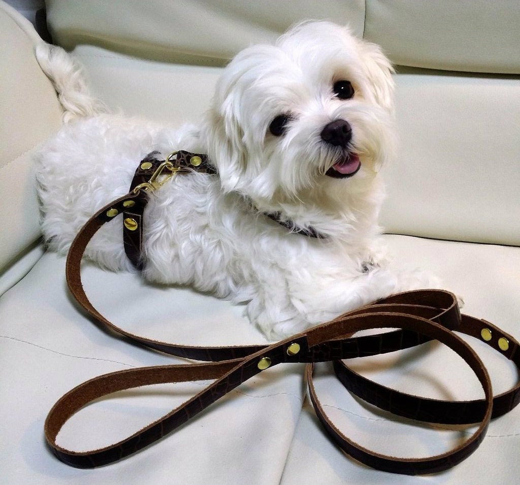 Leather Dog Harness & Strap! 1 HOUR! 9 Steps (with Pictures