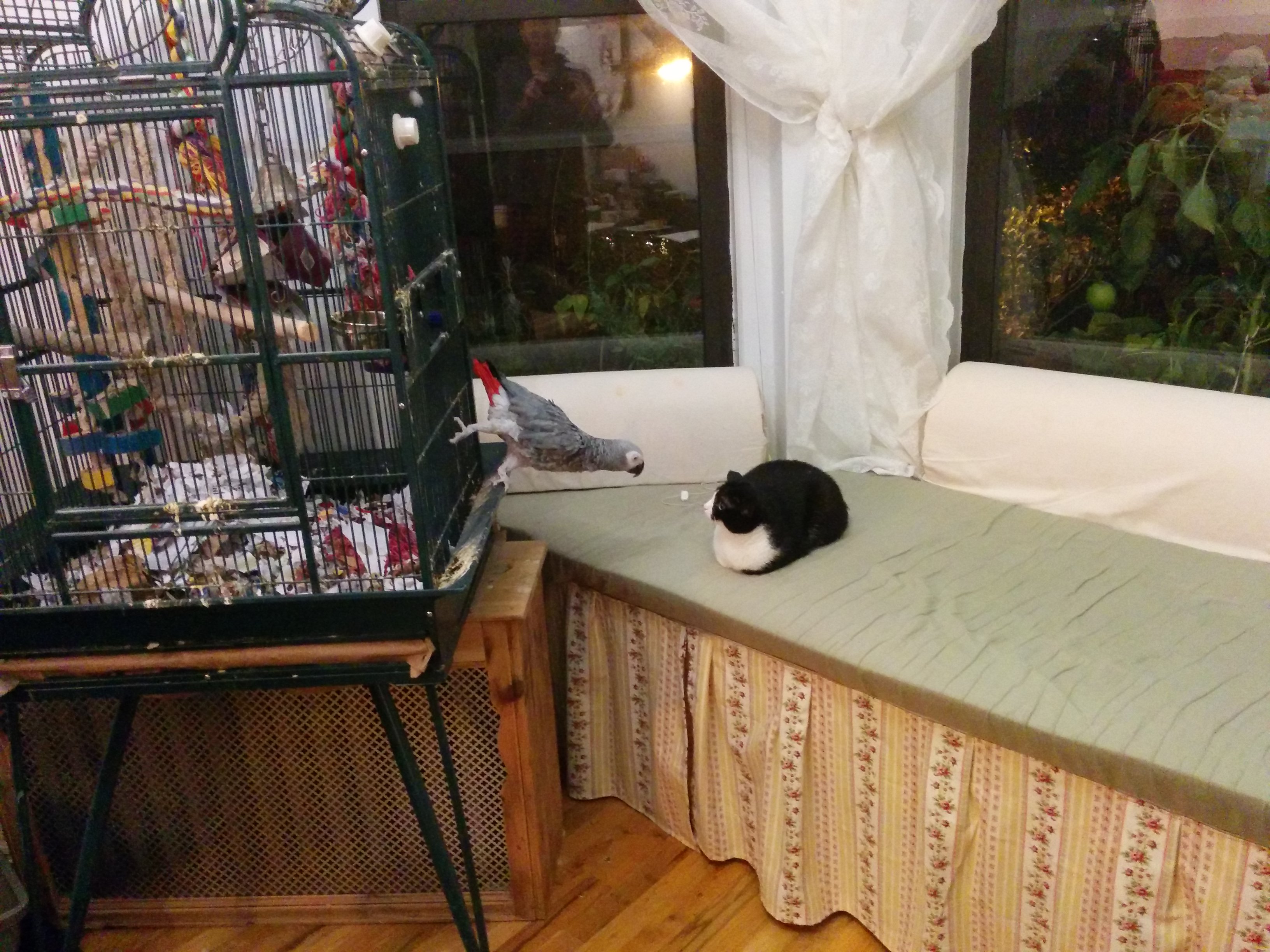 Hidden Litter Box With Delittering Cat Walk 4 Steps (with Pictures