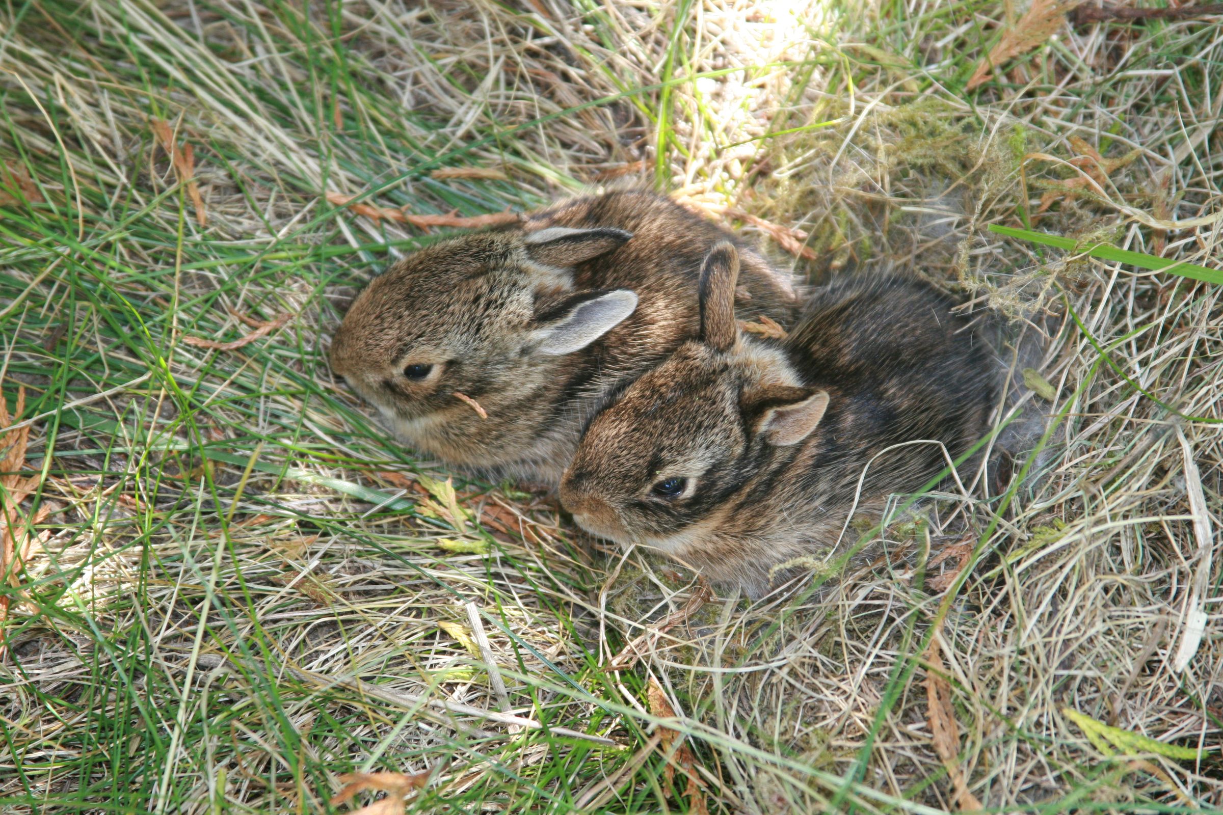 How to Care for a Wild Rabbit Nest 5 Steps (with Pictures