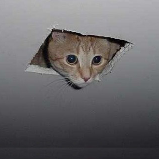 Ceiling cat