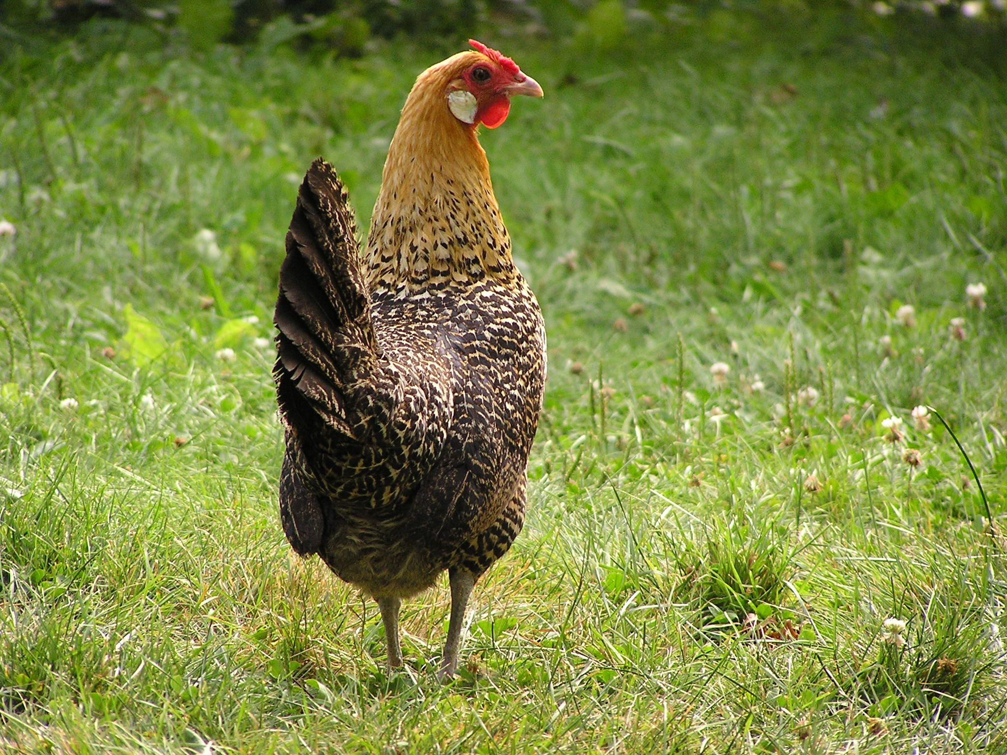 Keeping Chickens in a Harsh Northern Climate