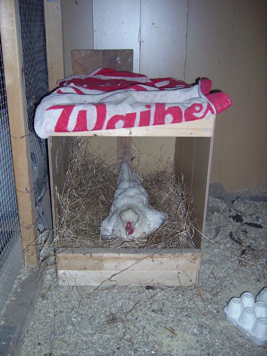 Hatching Chicken Eggs Naturally 12 Steps (with Pictures) Instructables