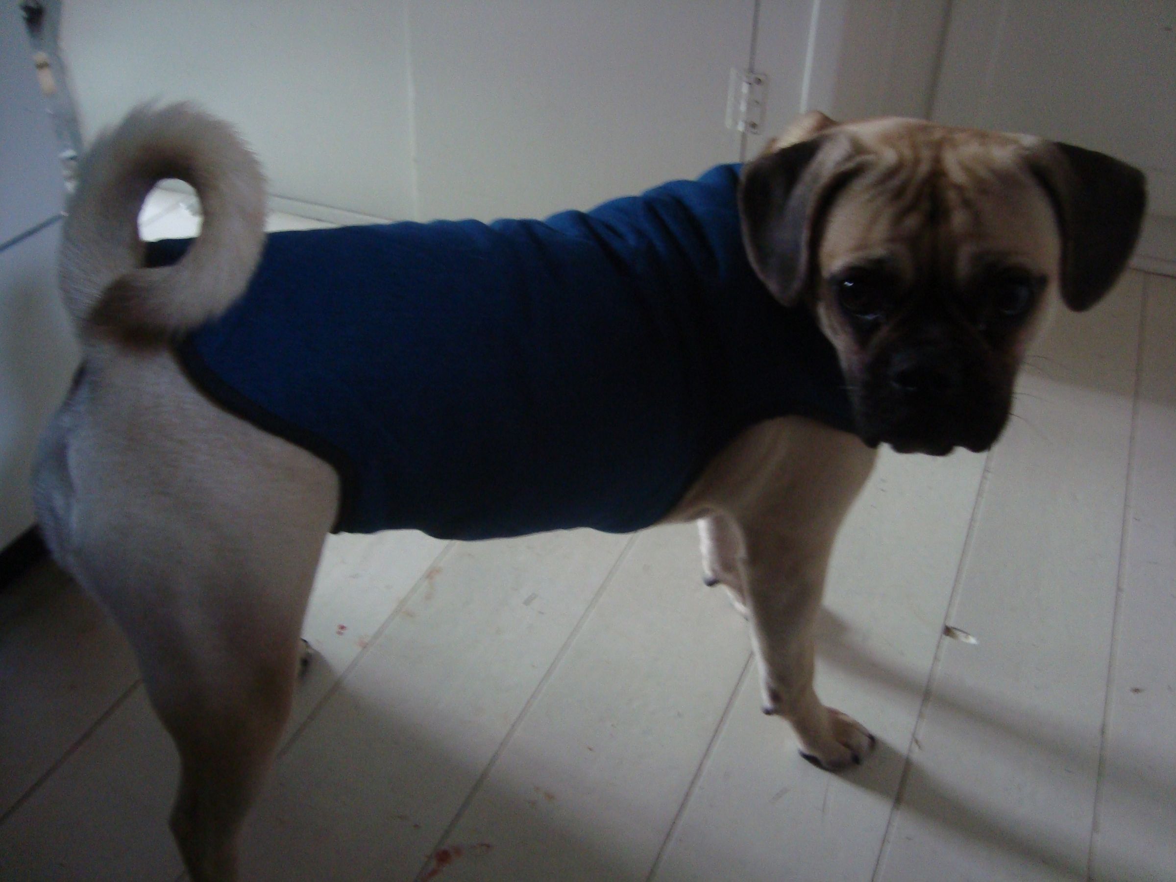 Custom Dog Coat 7 Steps Instructables