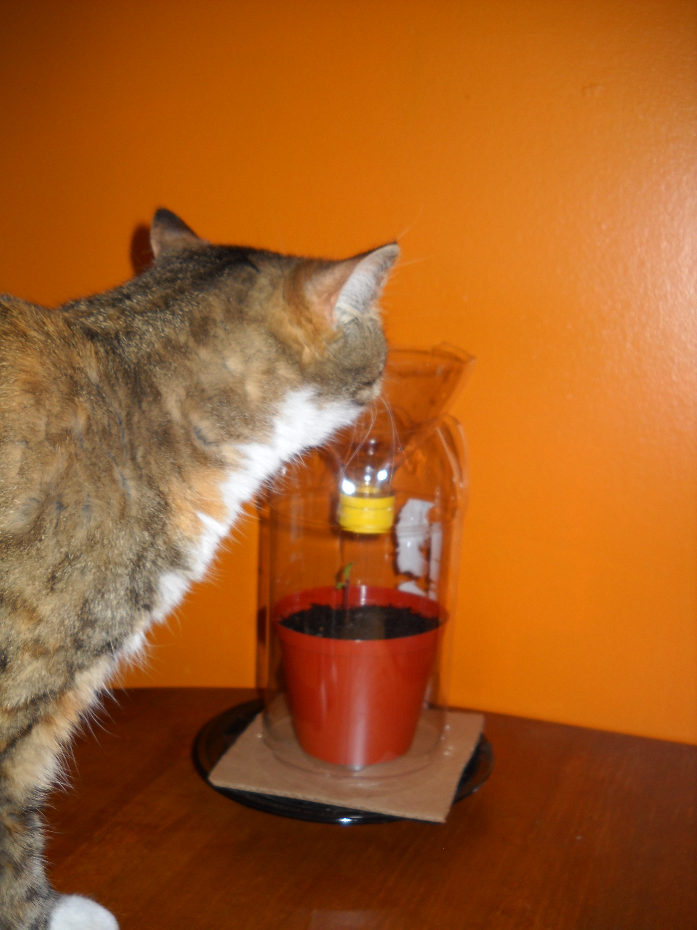 Mini Greenhouse for Seedlings Cat Proof! 9 Steps Instructables