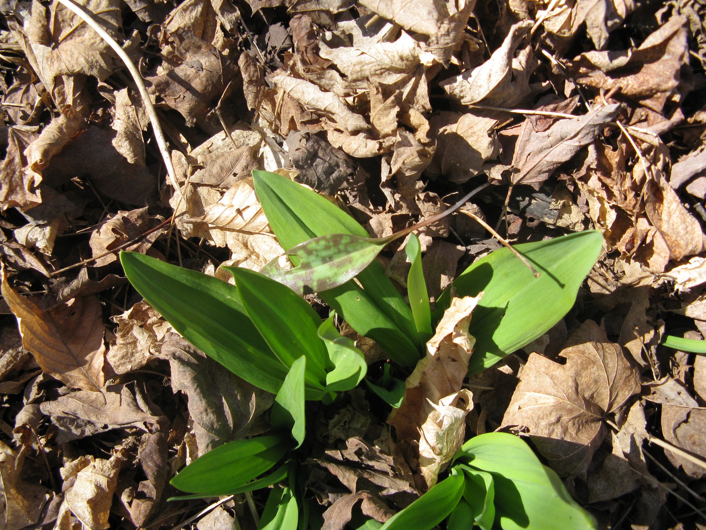 Wild Leeks 6 Steps (with Pictures) Instructables