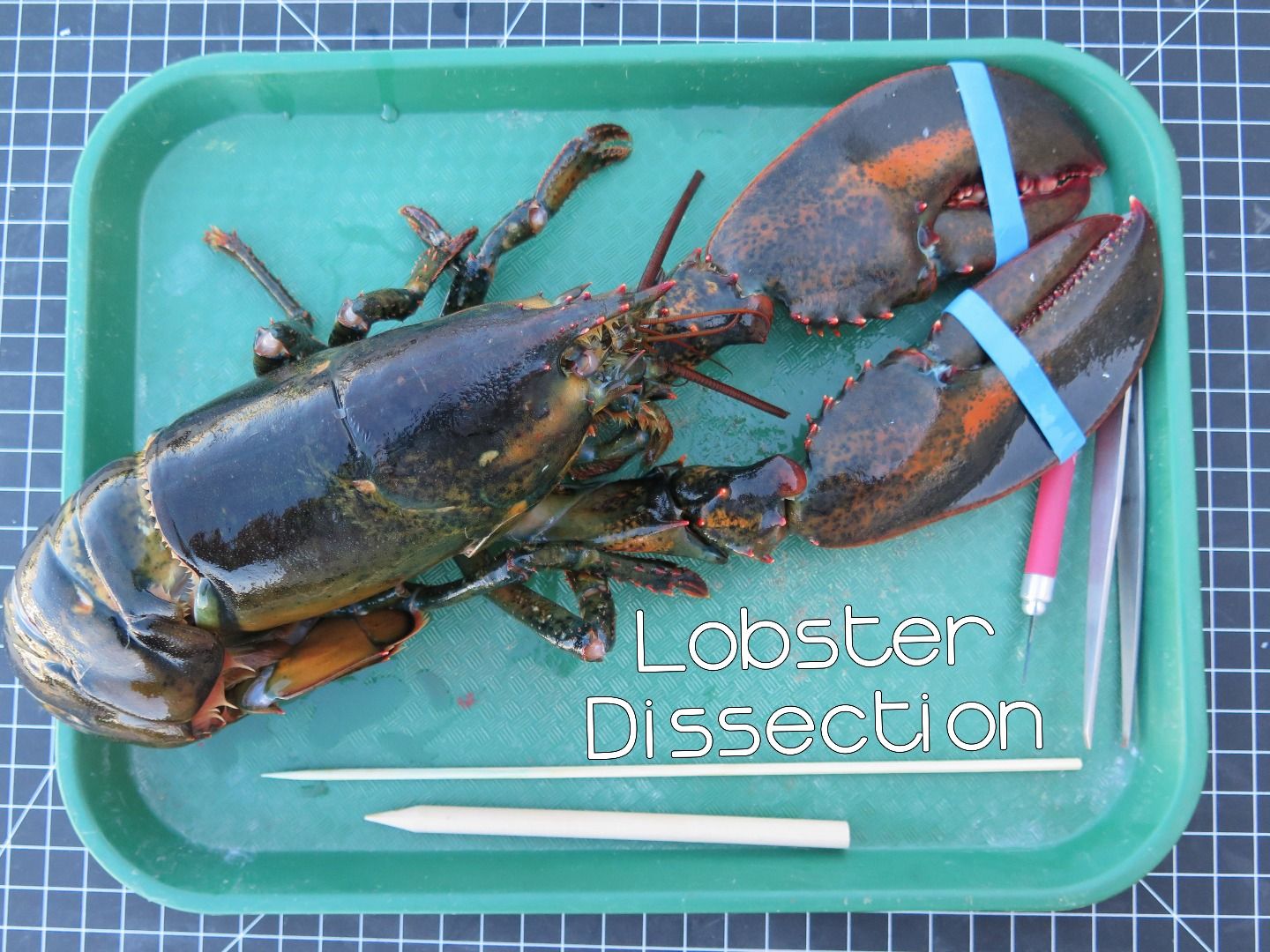 Lobster Dissection 11 Steps Instructables