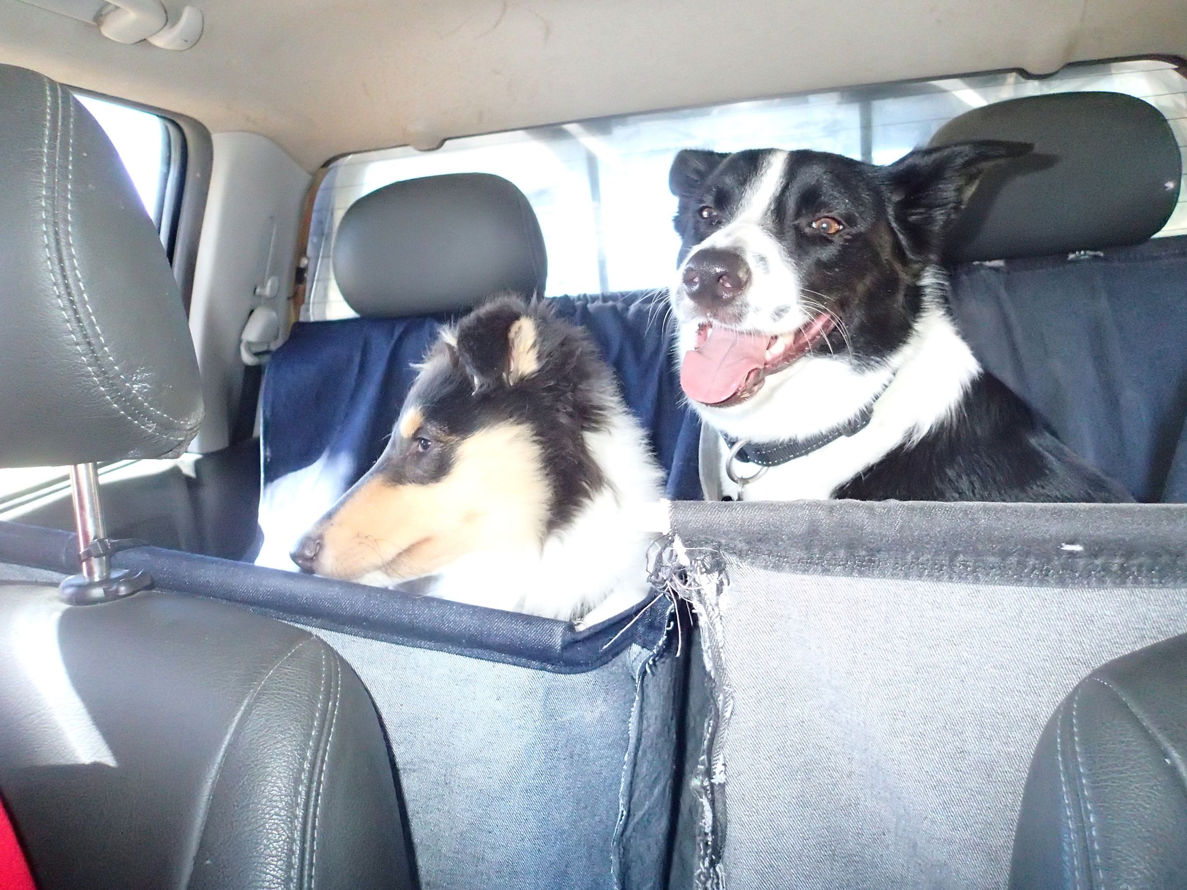Dog Travel Hammock!