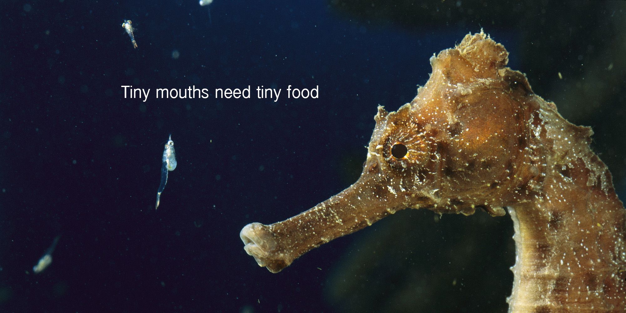 tropical seahorse for sale