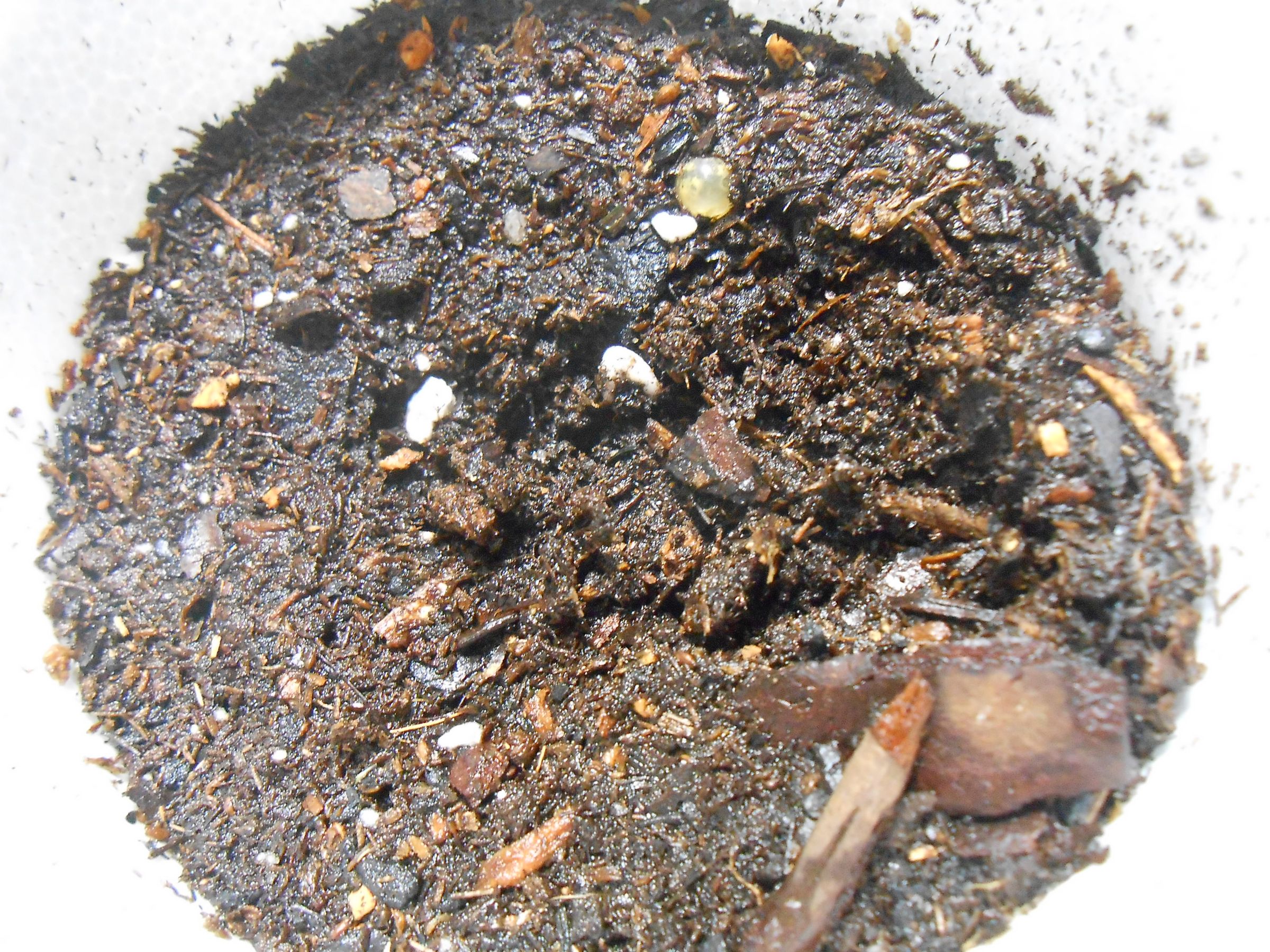 How to Grow Yellow Squash in Containers Instructables