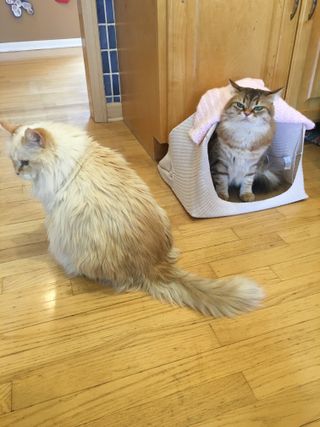DIY Cat Tent