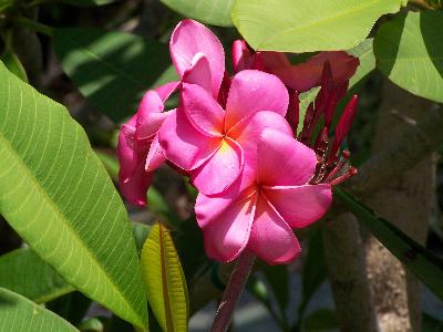 How to Grow Plumeria Cuttings - Instructables